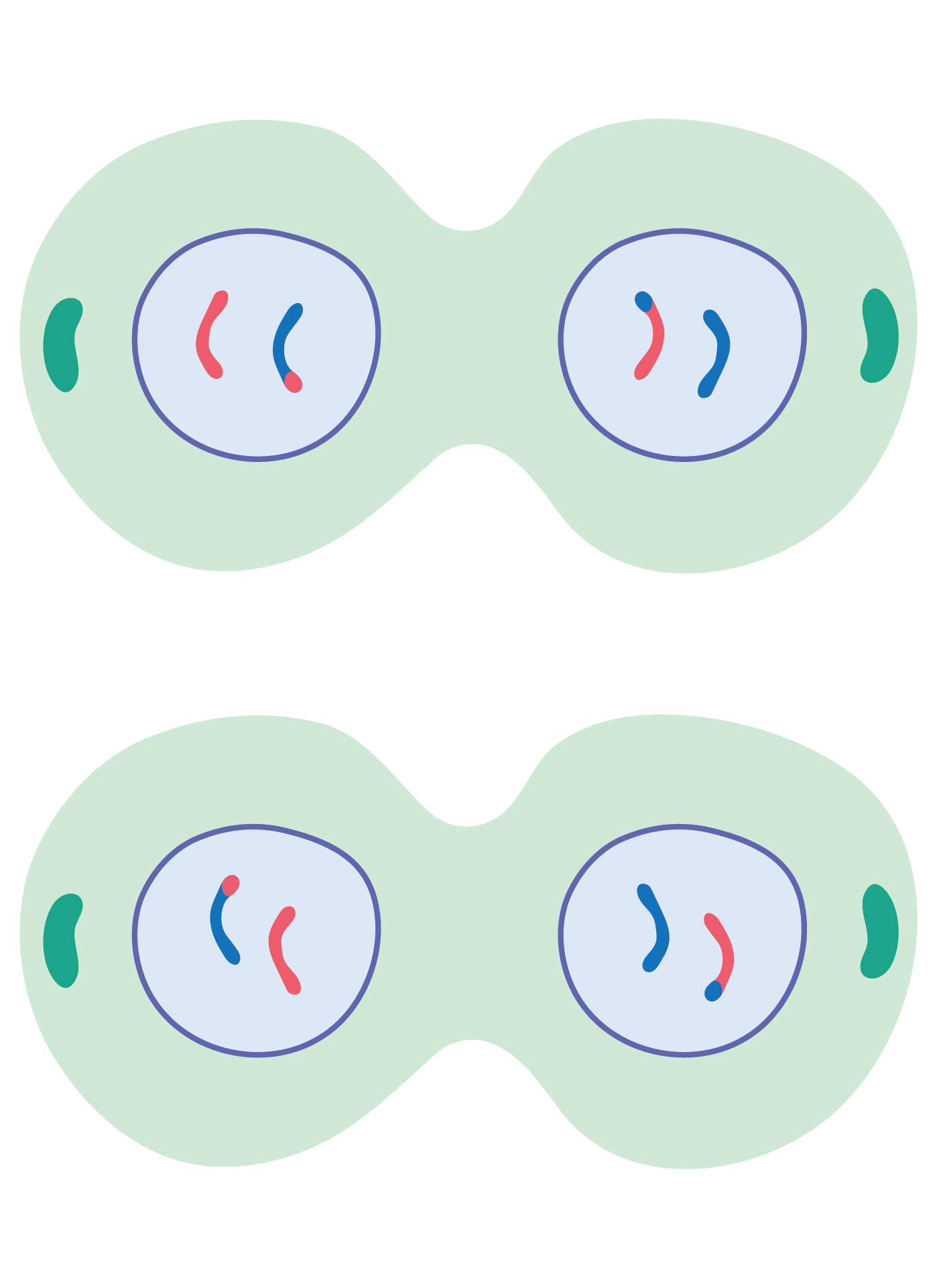 Meiosis Definición y fases Biología y Geología Explicación y