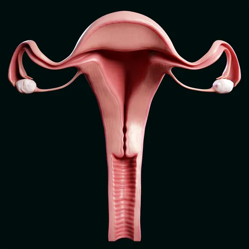 SmutBase Female Reproductive System