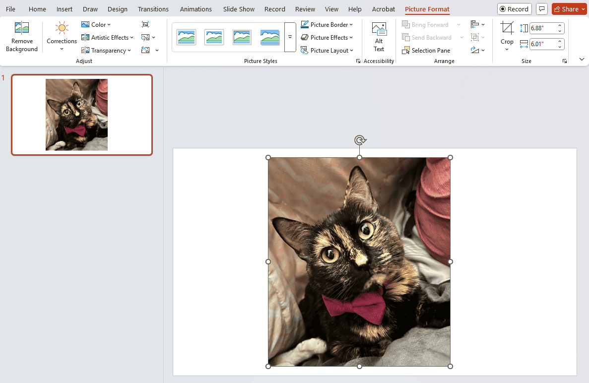 Background removal dekstop