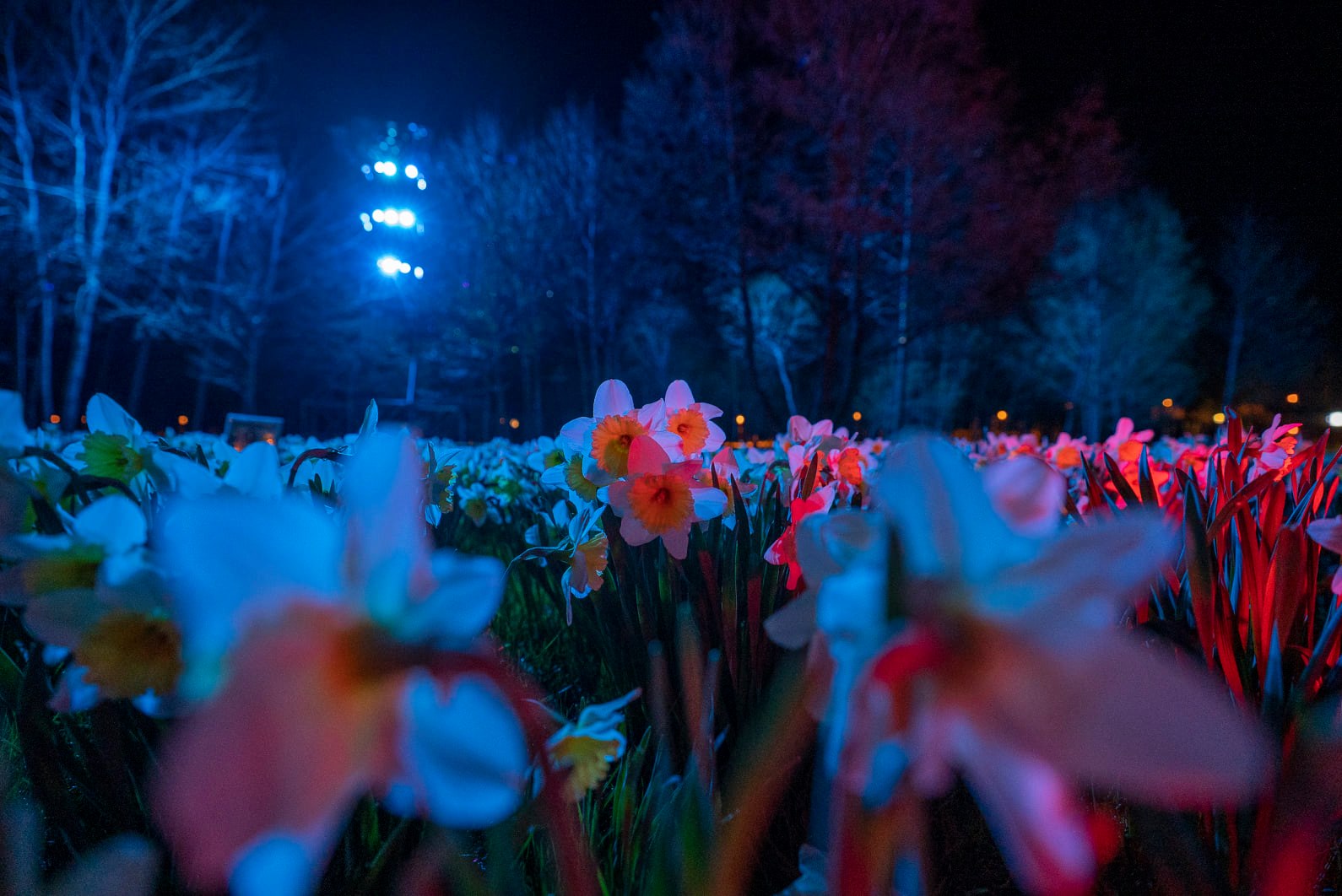 Narcizų laukai naktį | Druskininkų kultūros centro nuotr.