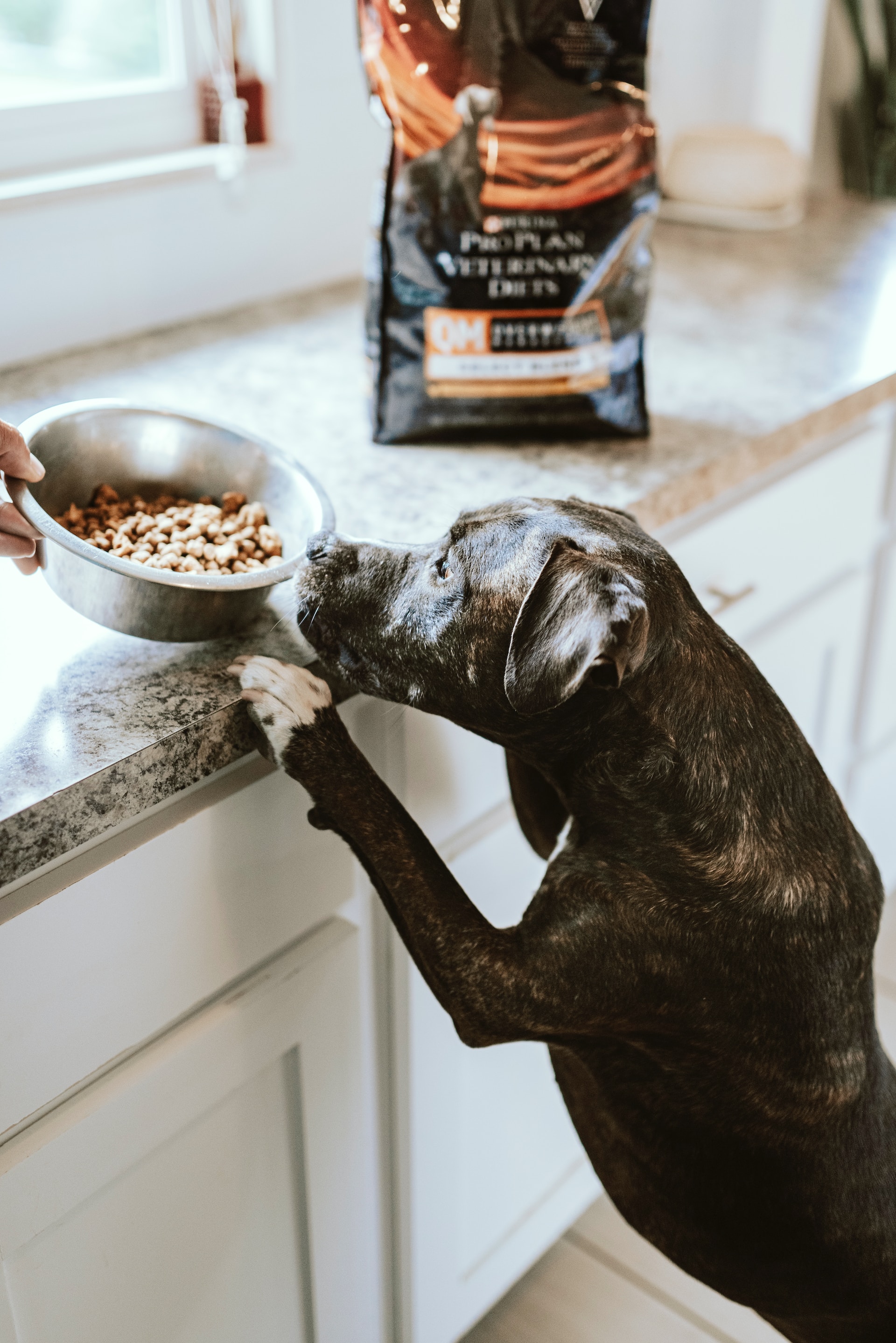 Kaip paskatinti šunį valgyti sausą maistą | unspalasc.com, Chewy nuotr.