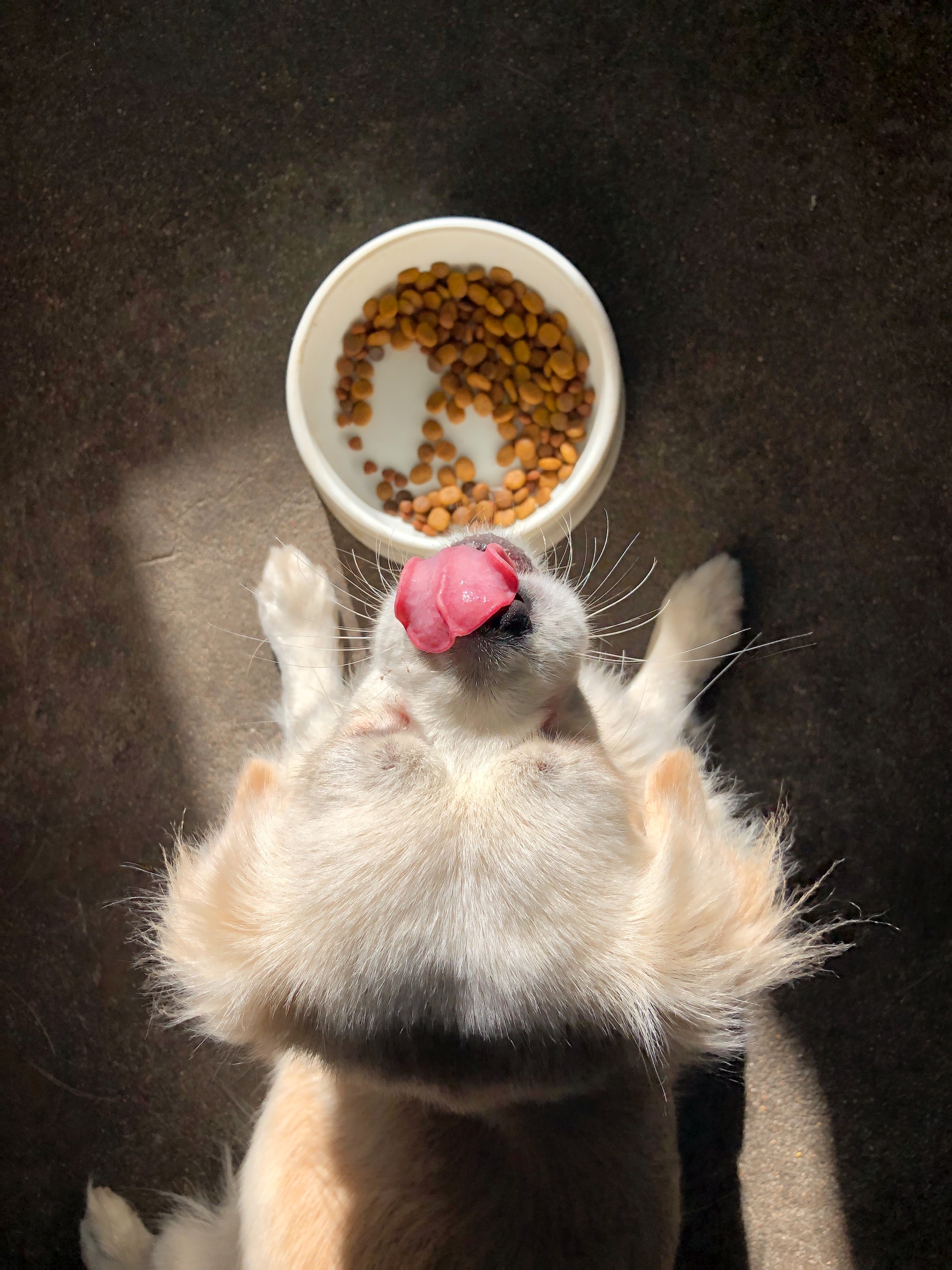 Kaip paskatinti šunį valgyti sausą maistą | unsplash.com, D. Džao nuotr.