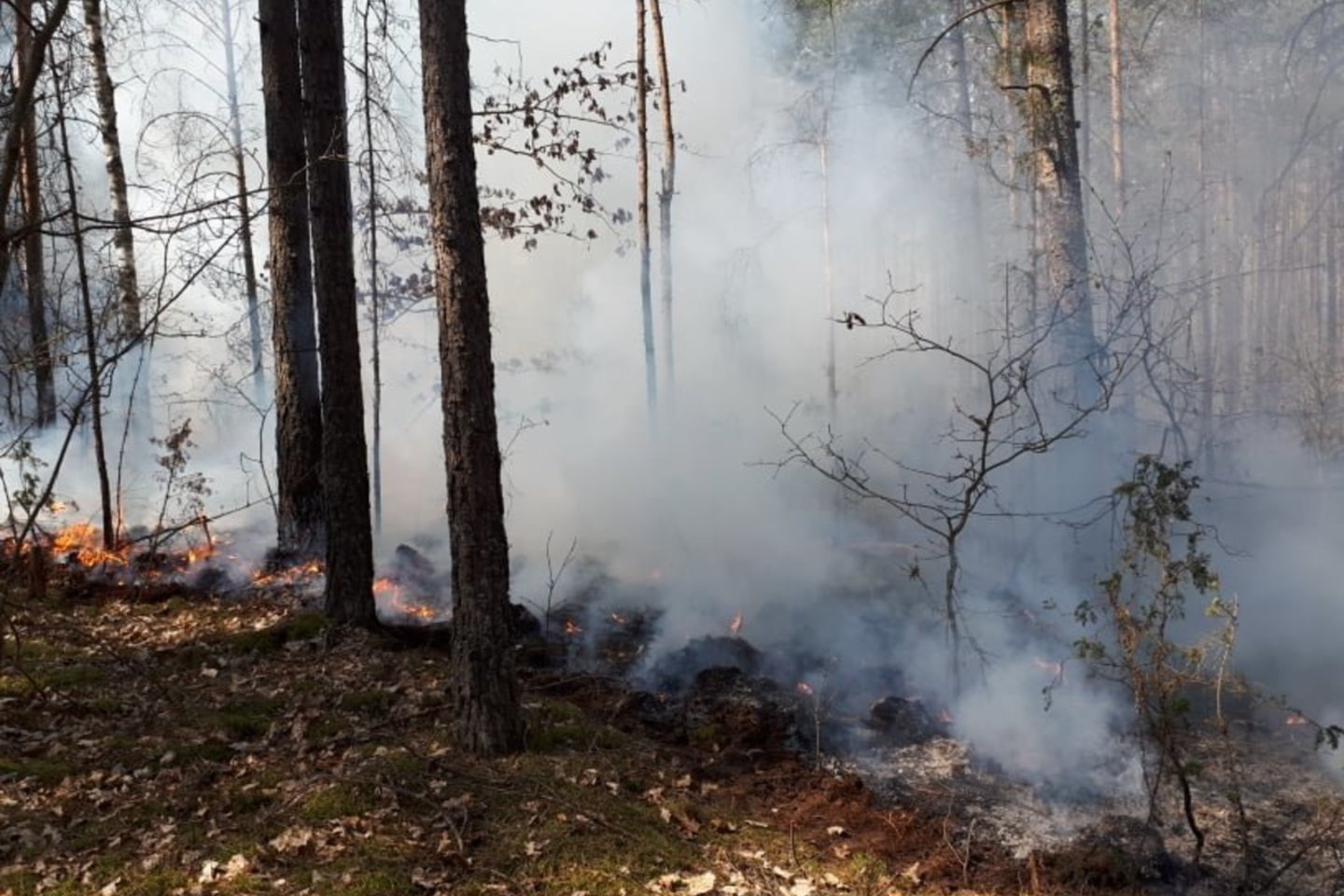 Miško gaisras Varėnos rajone | Įvykio liudininkės Robertos nuotr.