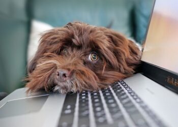 Kompiuteris ir šuo | pixabay.com, MarlyneArt nuotr.