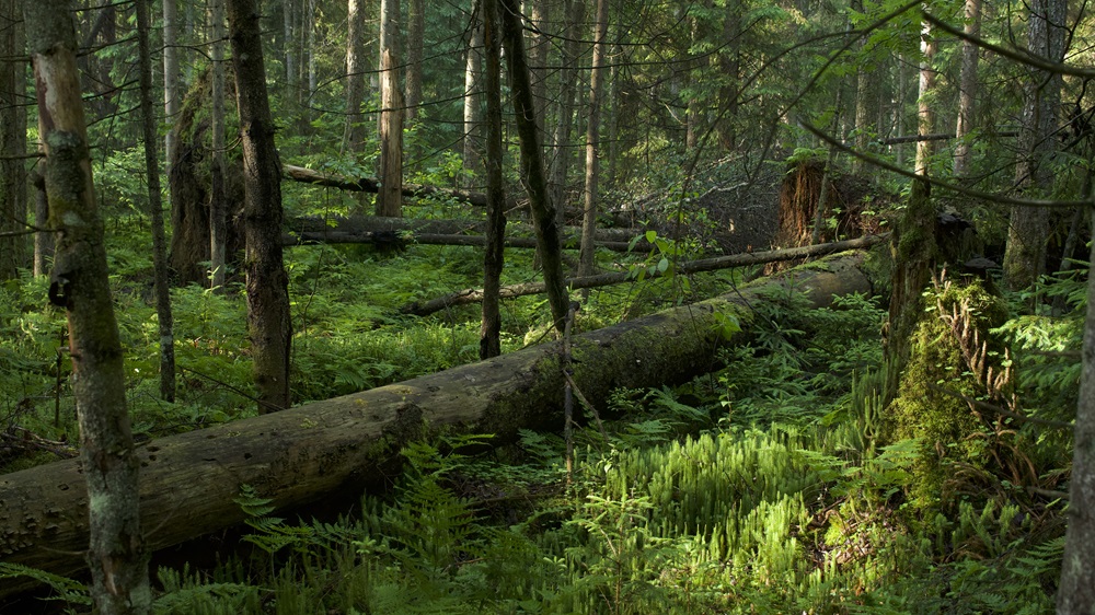 Senuosius miškus saugančiam „Sengirės fondui“ paaukota rekordinė 100 tūkst. eurų suma | M. Survilos nuotr.