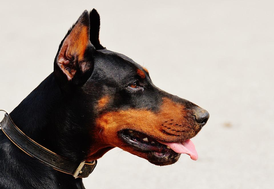 Trumpinti šunų ausis ir uodegas – uždrausta! | Pixabay nuotr.