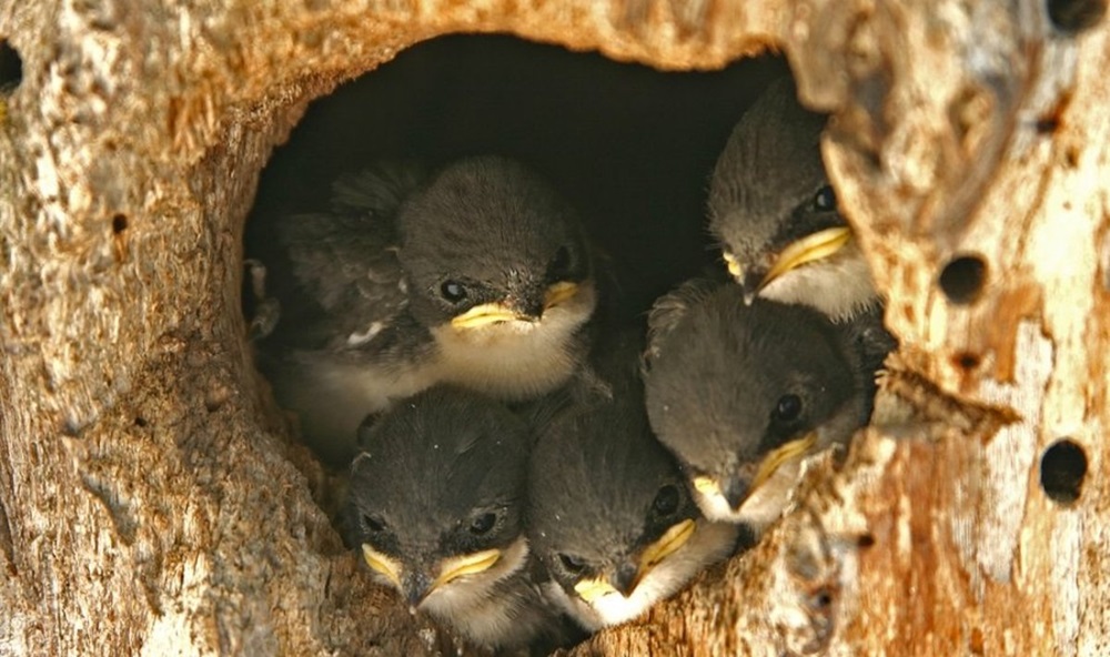 Paukščių jaunikliai | Shutterstock nuotr.
