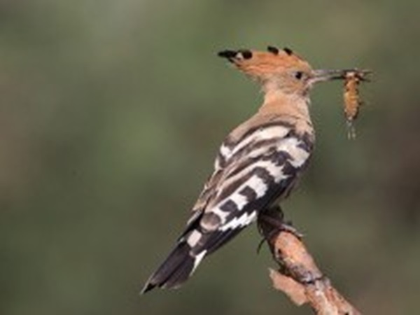 Kukutis | birdlife.lt nuotr.