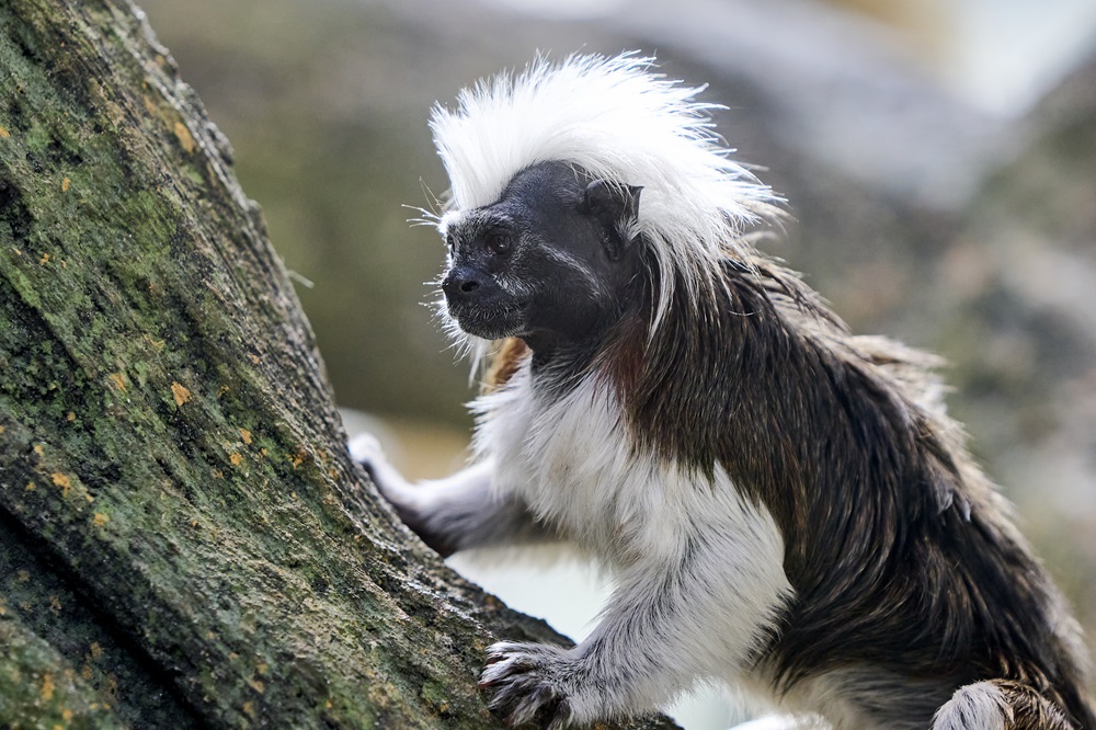 Beždžionėlė | zoosodas.lt nuotr.