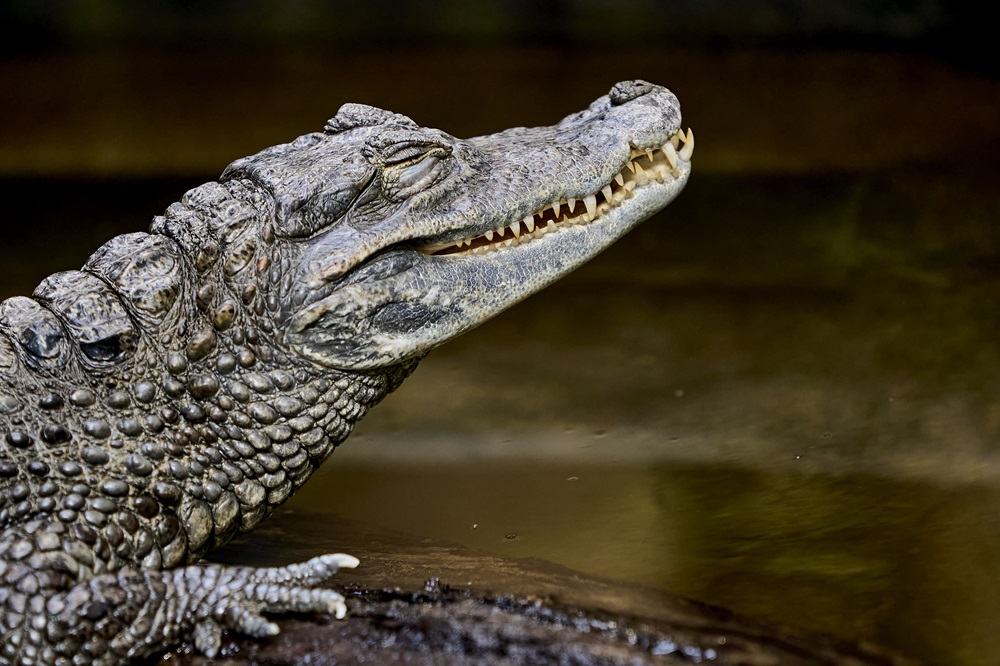 Krokodilas | zoosodas.lt nuotr.