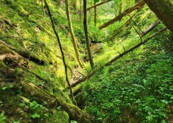 „Sengirės fondas“ išpirko dar vieną miško plotą – šaltinio ištakas saugantį dzūkišką pušyną | „Sengirės fondo“ nuotr.