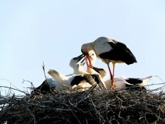 Gamtos tyrimų centras ir Lietuvos ornitologų draugija kviečia skaičiuoti baltuosius gandrus | birdlife.lt nuotr.