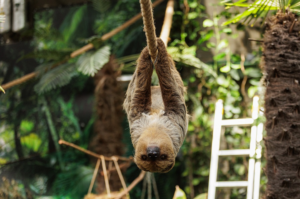 Į Lietuvos zoologijos sodą atvyko dvipirštis tinginys | zoosodas.lt nuotr.