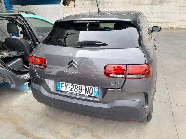 C4 Cactus