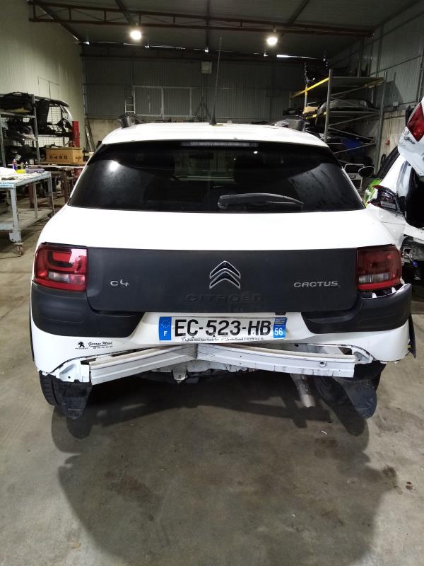 C4 Cactus