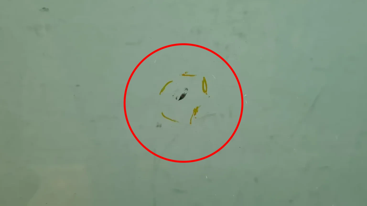 Pára-brisas VOLKSWAGEN Golf VII (5G1, BQ1, BE1, BE2) Imagem-5