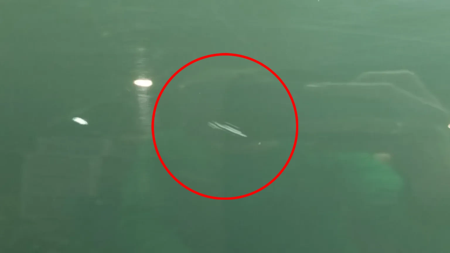 Left rear door DACIA Sandero III Imagem-3