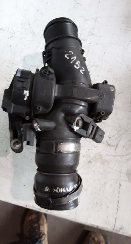 Corpo de Borboletas (20203442).