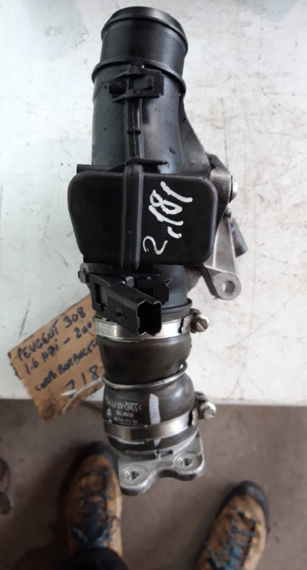 Corpo de Borboletas (20203684).