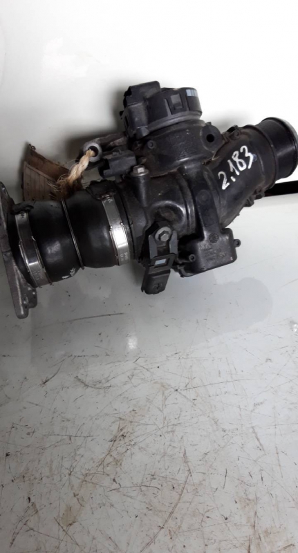 Corpo de Borboletas (20206832).