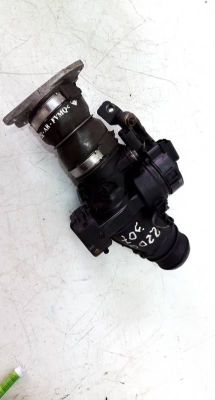 Corpo de Borboletas (20209593).