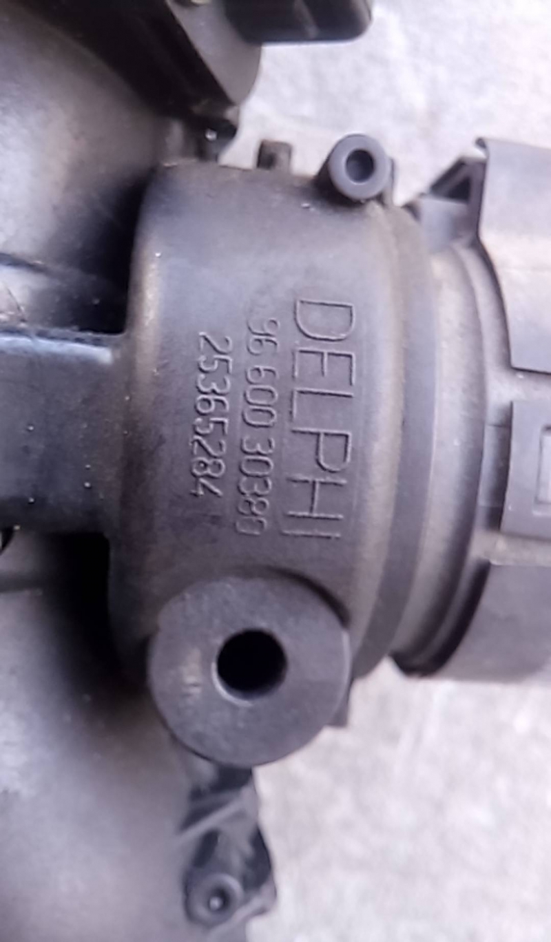 Corpo de Borboletas (20221235).