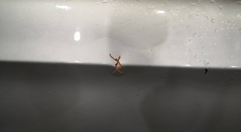 Porta Frente Dto BMW 3 Touring (E91) | 04 - 12 Imagem-1