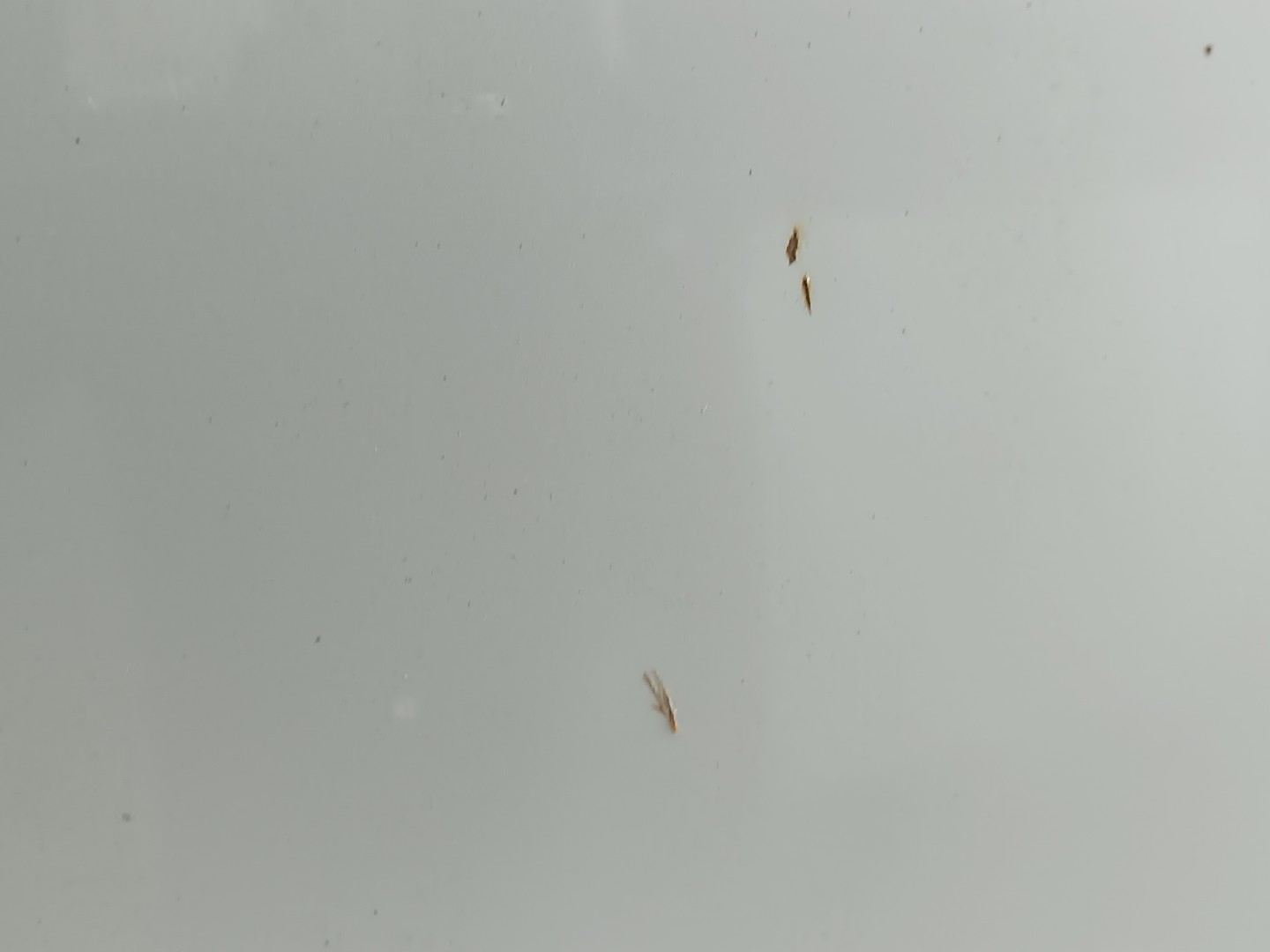 Capot BMW 3 (E46) | 97 - 05 Imagem-6