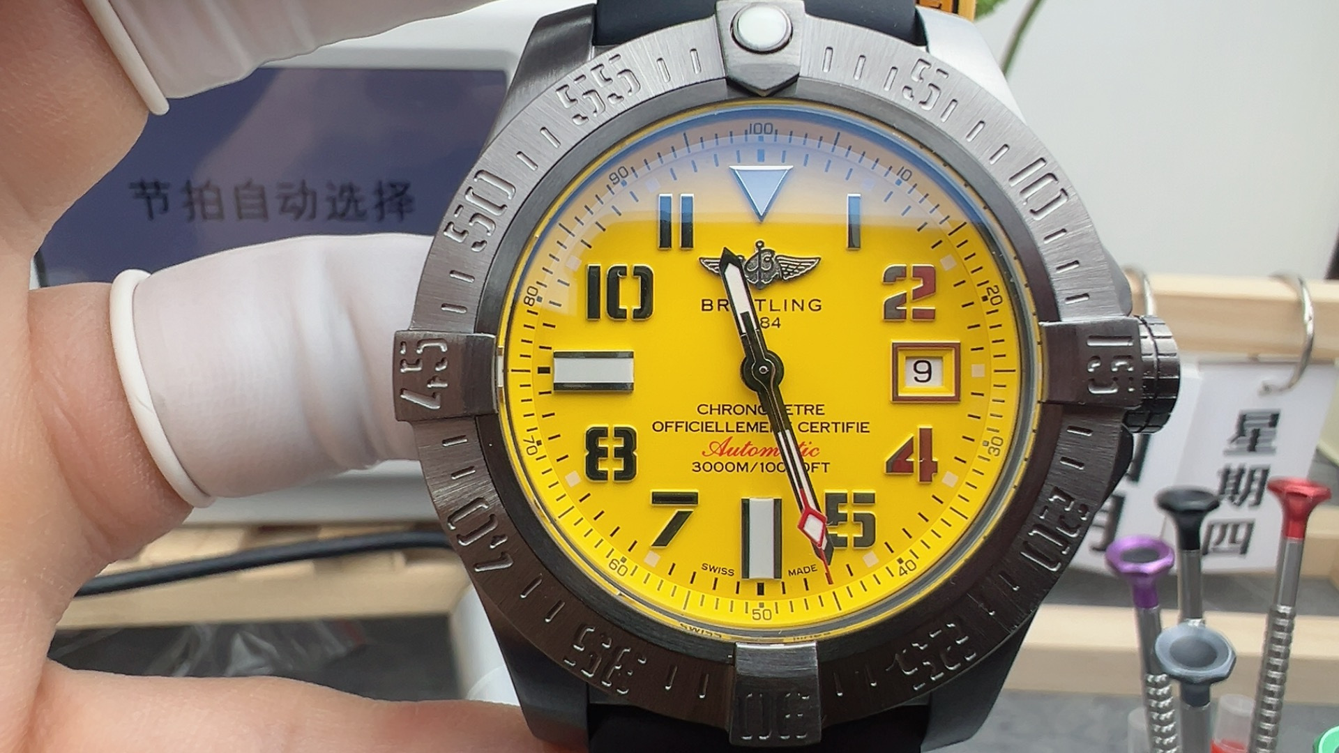 BLs black-shelled yellow wolf - Image 2