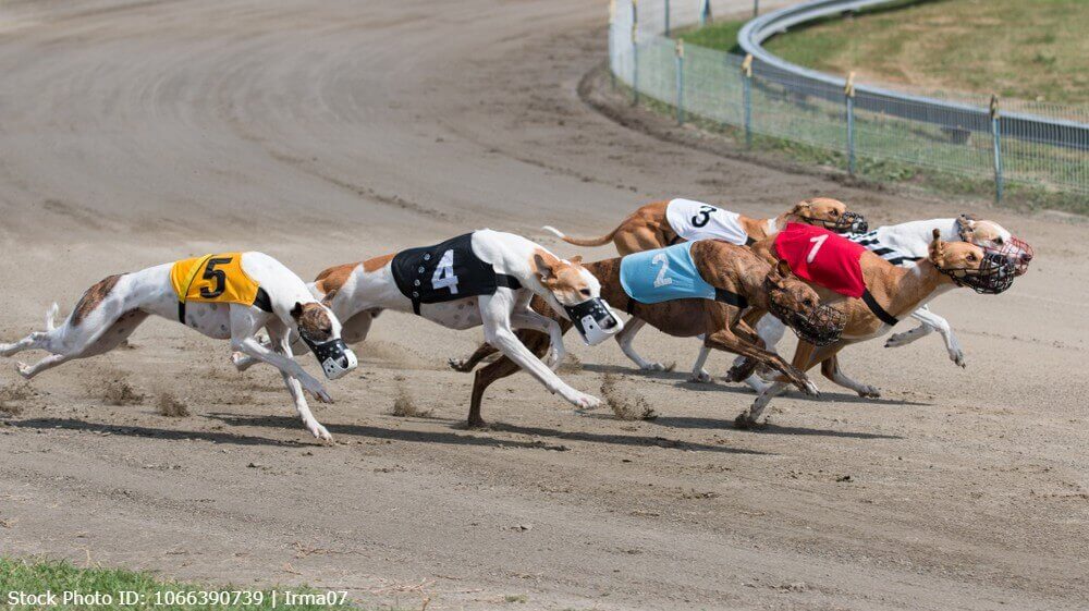 Apuestas en carreras de Galgos en William Hill