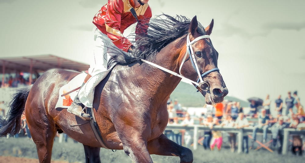 Racing,Horse,Portrait,In,Action