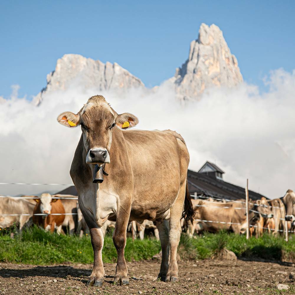 I segreti dell’alpeggio