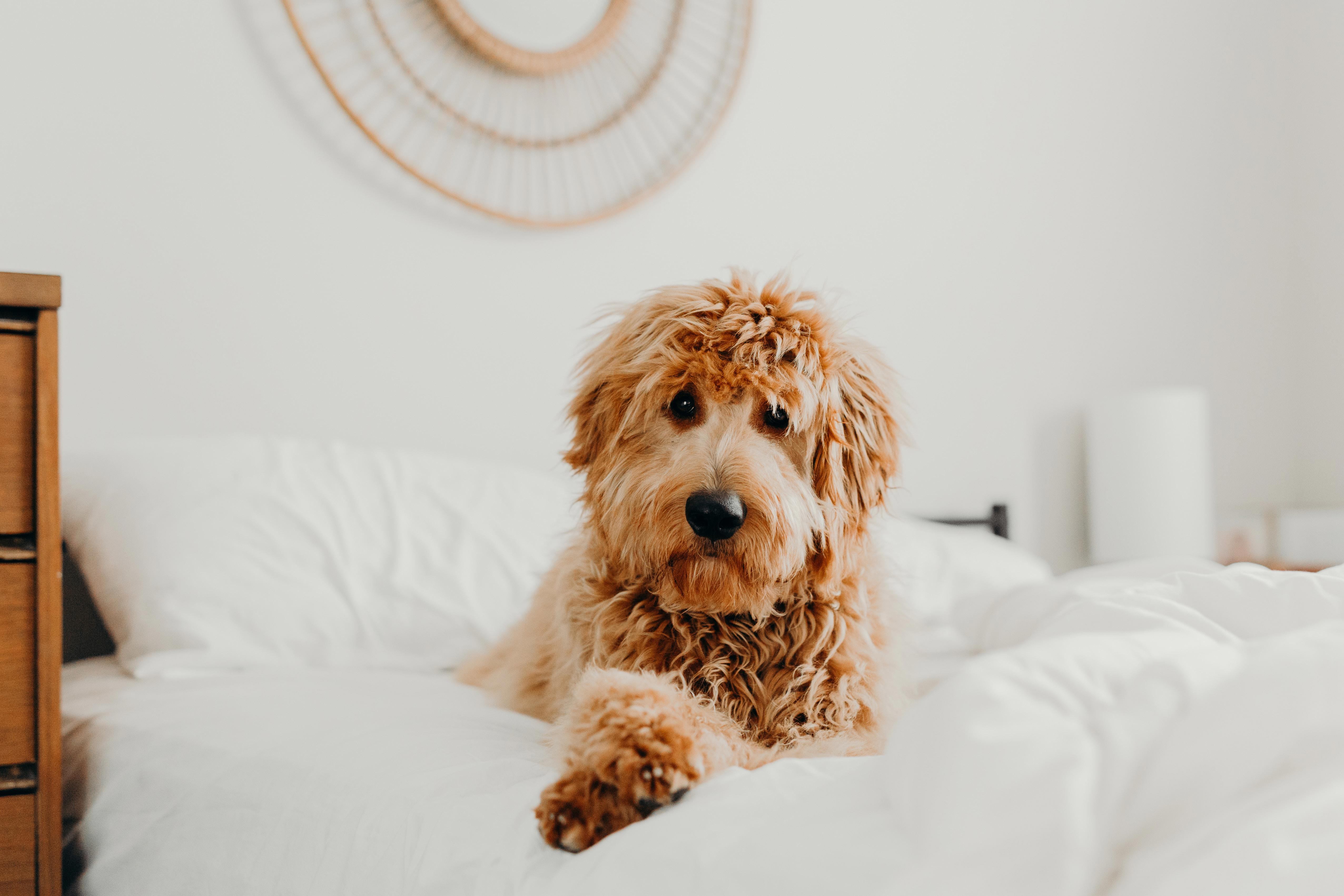 "When Will Your Mini Goldendoodle Reach Full Size? Understanding Their Growth Cycle"