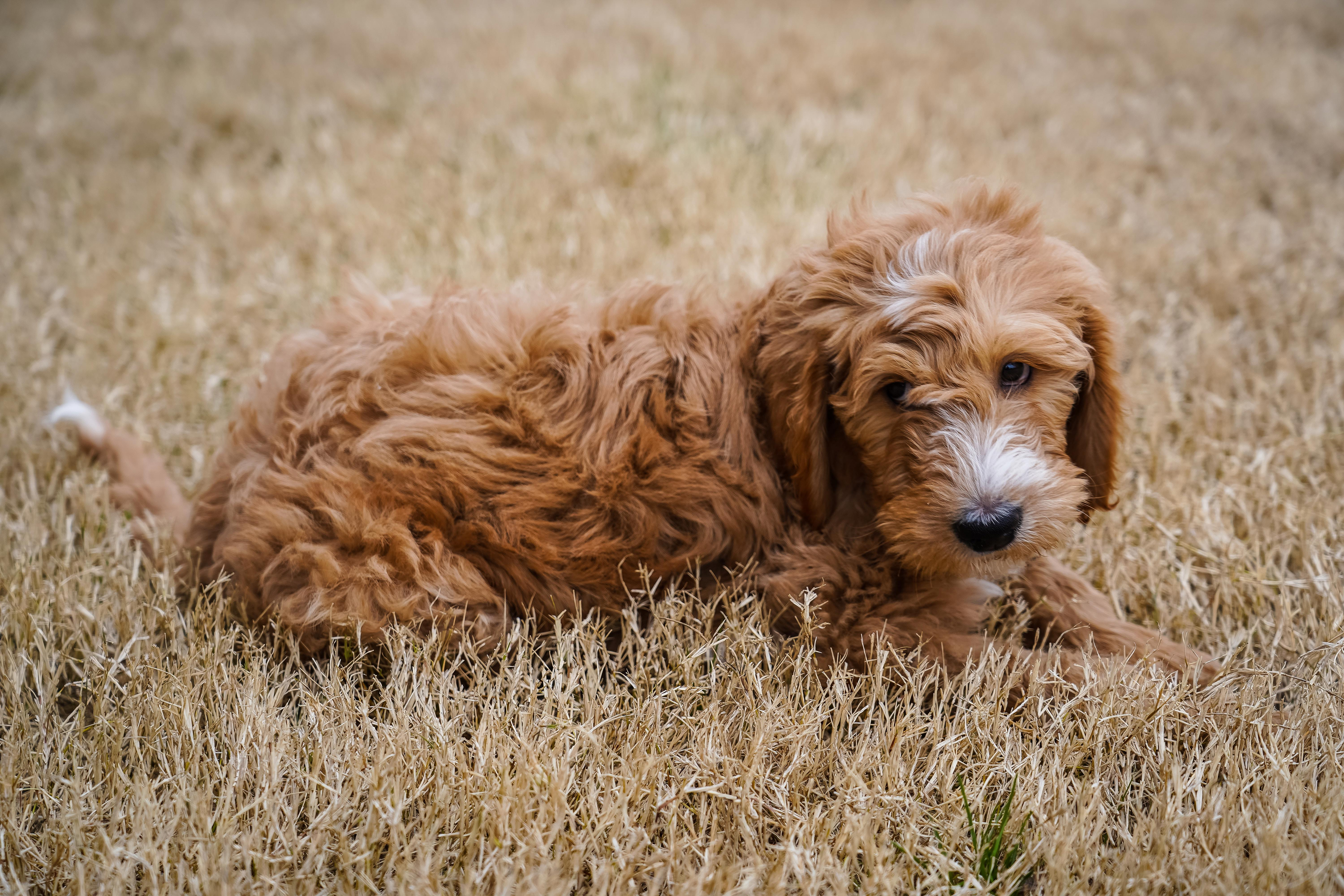 "What's the Right Amount of Food for Your Goldendoodle? A Guide to Feeding Your Furry Friend"