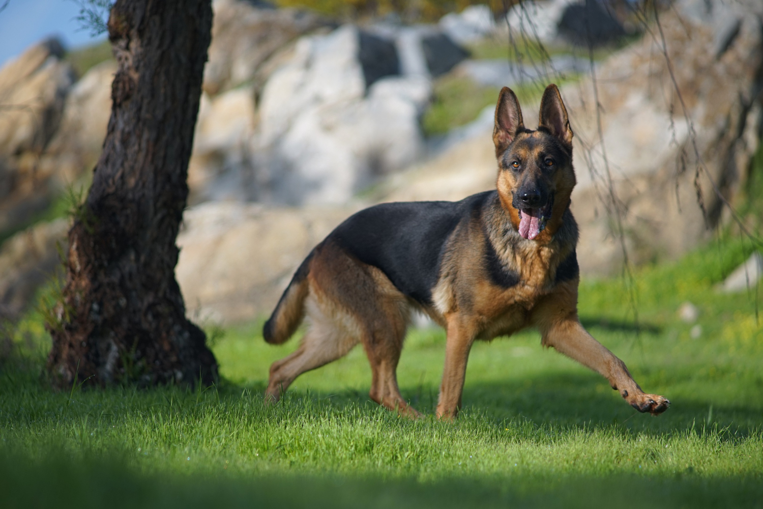 Uncovering the Loyal and Intelligent Temperament of the German Shepherd