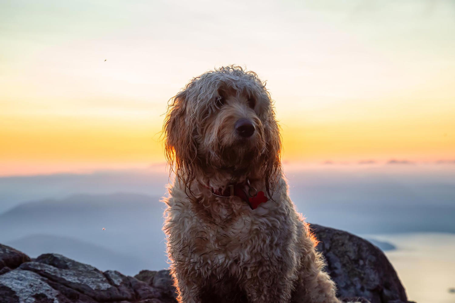 "Understanding the Unique Characteristics of an F1 Goldendoodle"