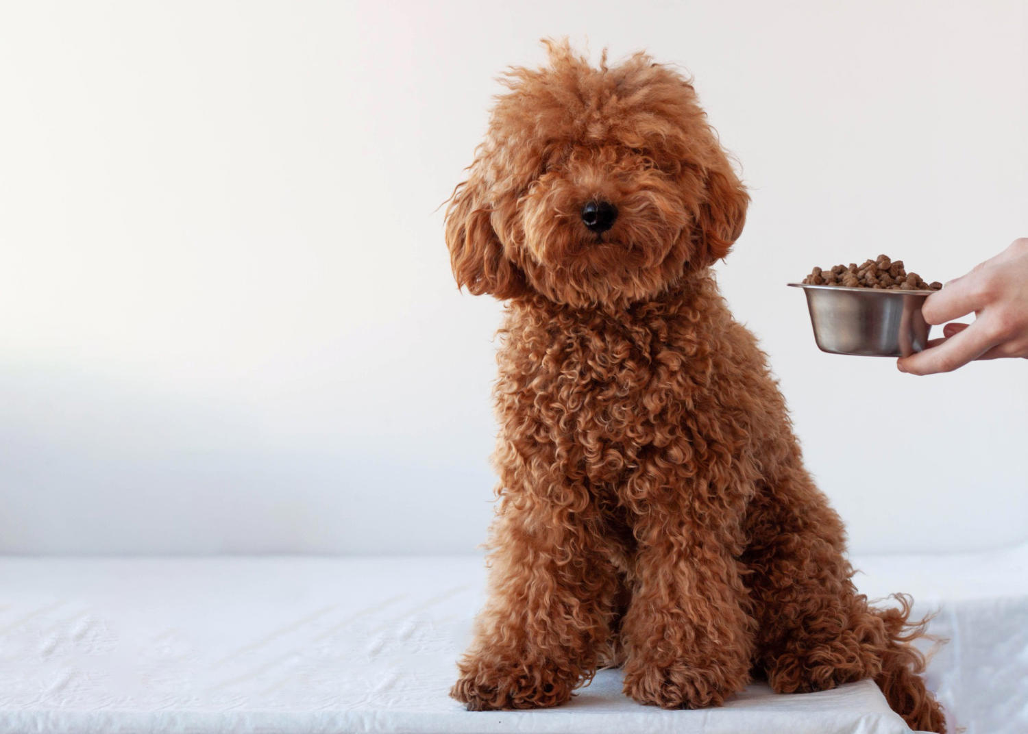 "The Ultimate Guide to Understanding Goldendoodle Sizes"
