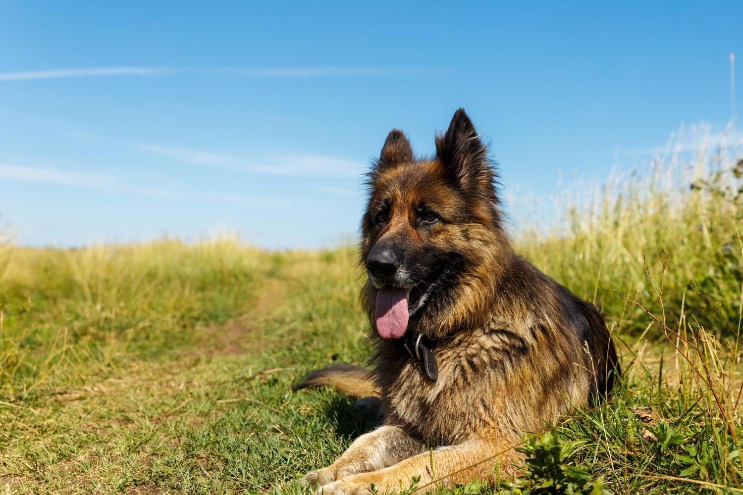 Understanding the Needs of German Shepherds: Is It OK to Leave Them Alone for Long Periods of Time?