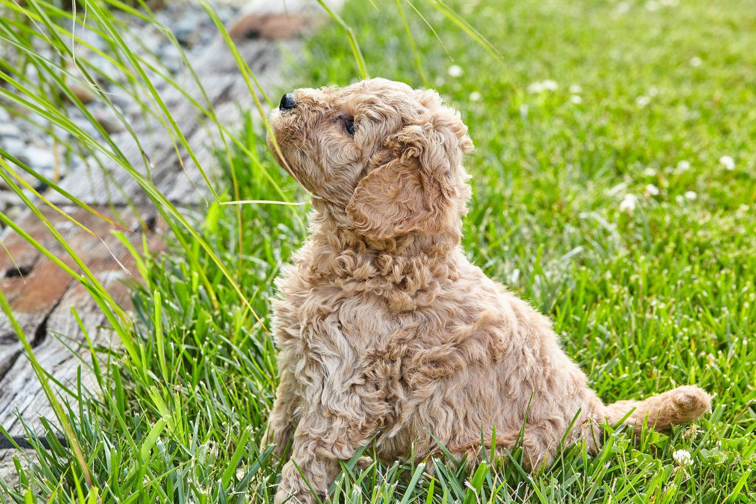 "When Will Your Mini Goldendoodle Reach Full Size? A Guide to Their Growth and Development"