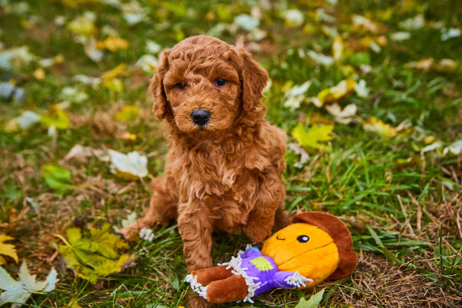 "Are Goldendoodles Picky Eaters? Understanding Your Dog's Eating Habits"