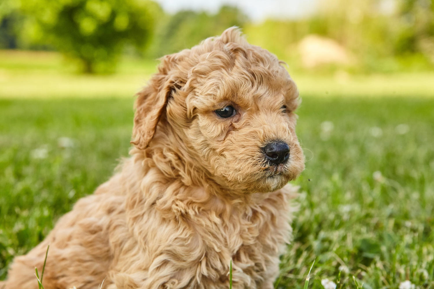 "How to Determine the Right Crate Size for Your Medium Goldendoodle"