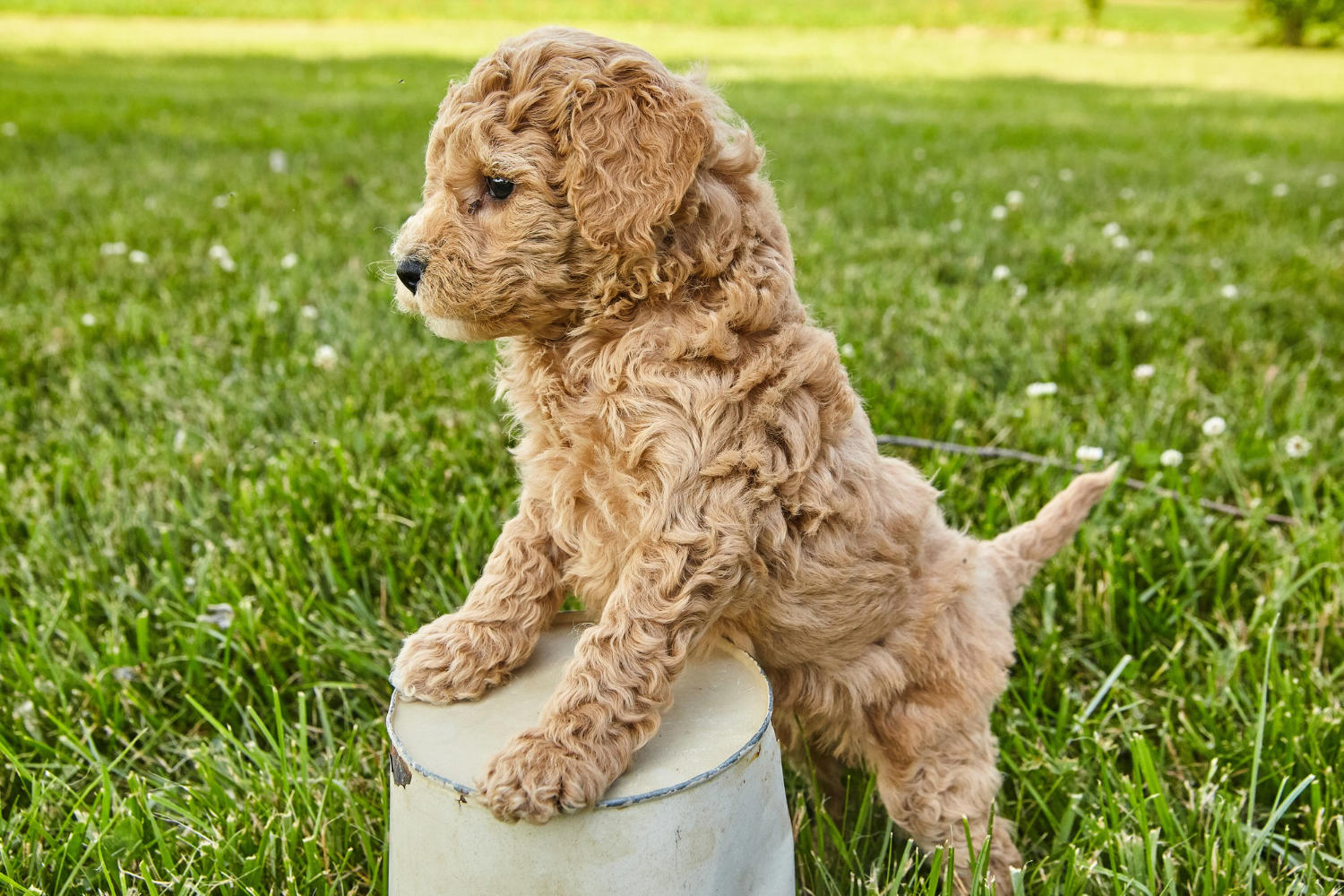 "How Much Food Should a Goldendoodle Puppy Eat Each Day? An Essential Guide to Feeding Your Dog"