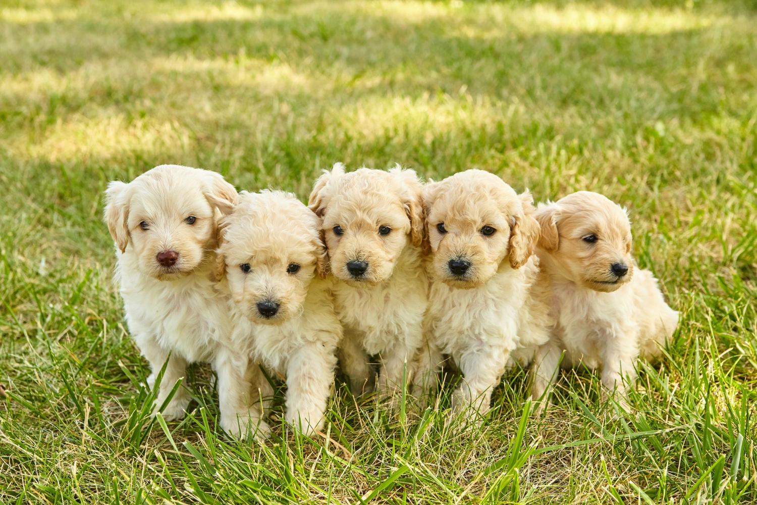 "The Best Food for Goldendoodles: What to Feed Your Furry Friend"