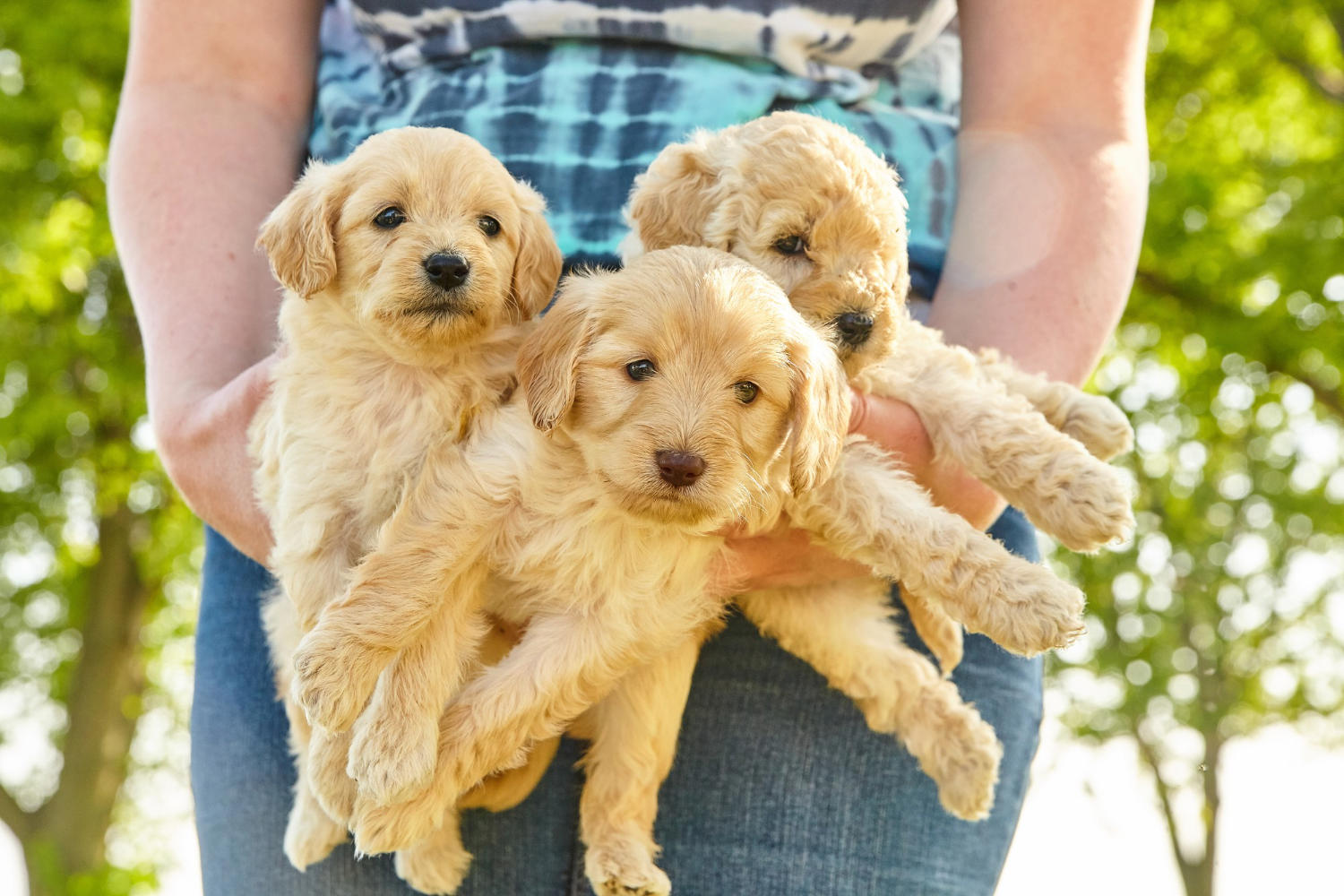 "The Benefits and Potential Risks of Feeding a Grain-Free Diet to Your Goldendoodle"