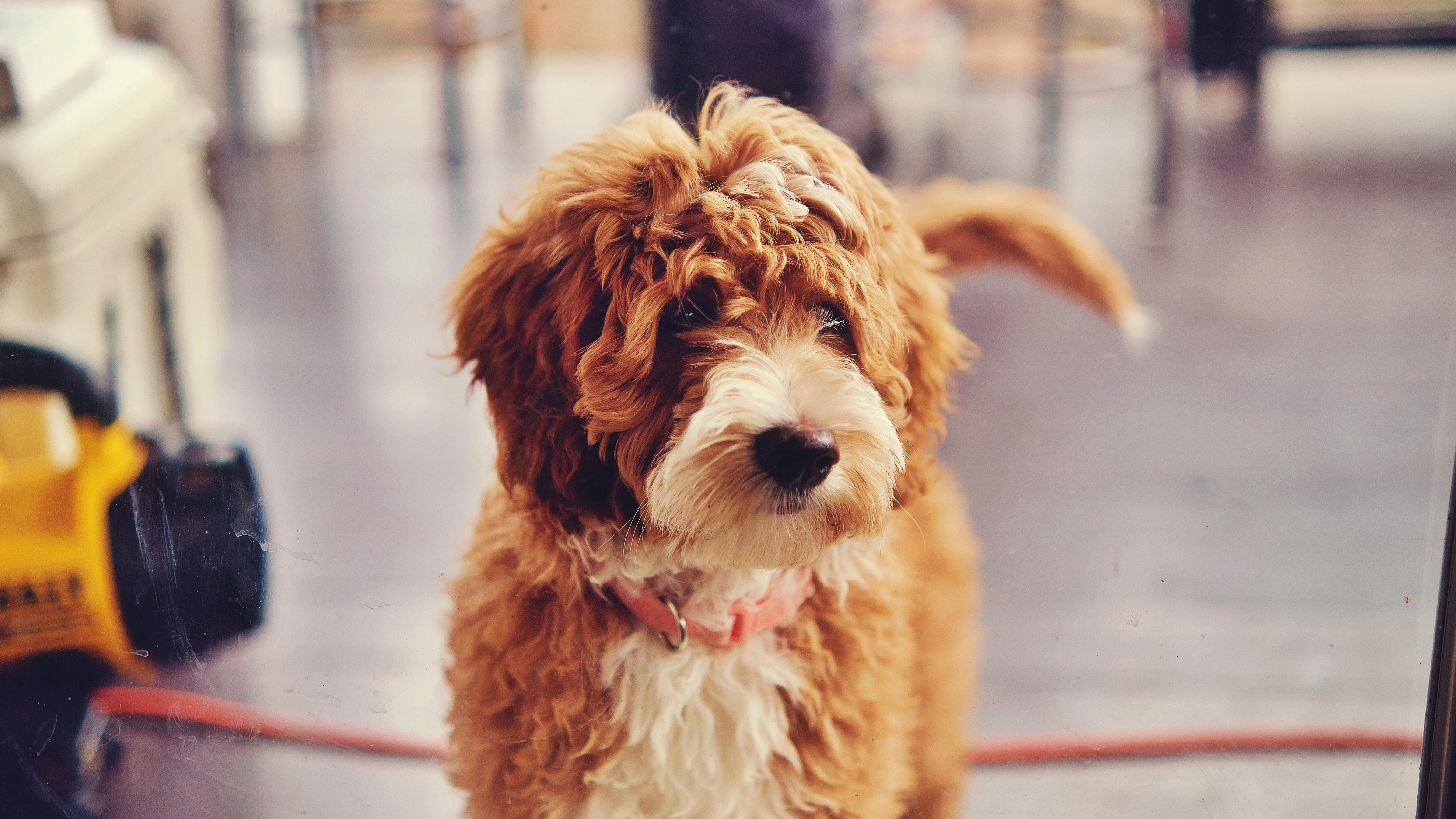 "How to Choose the Best Dog Food for Your Goldendoodle"