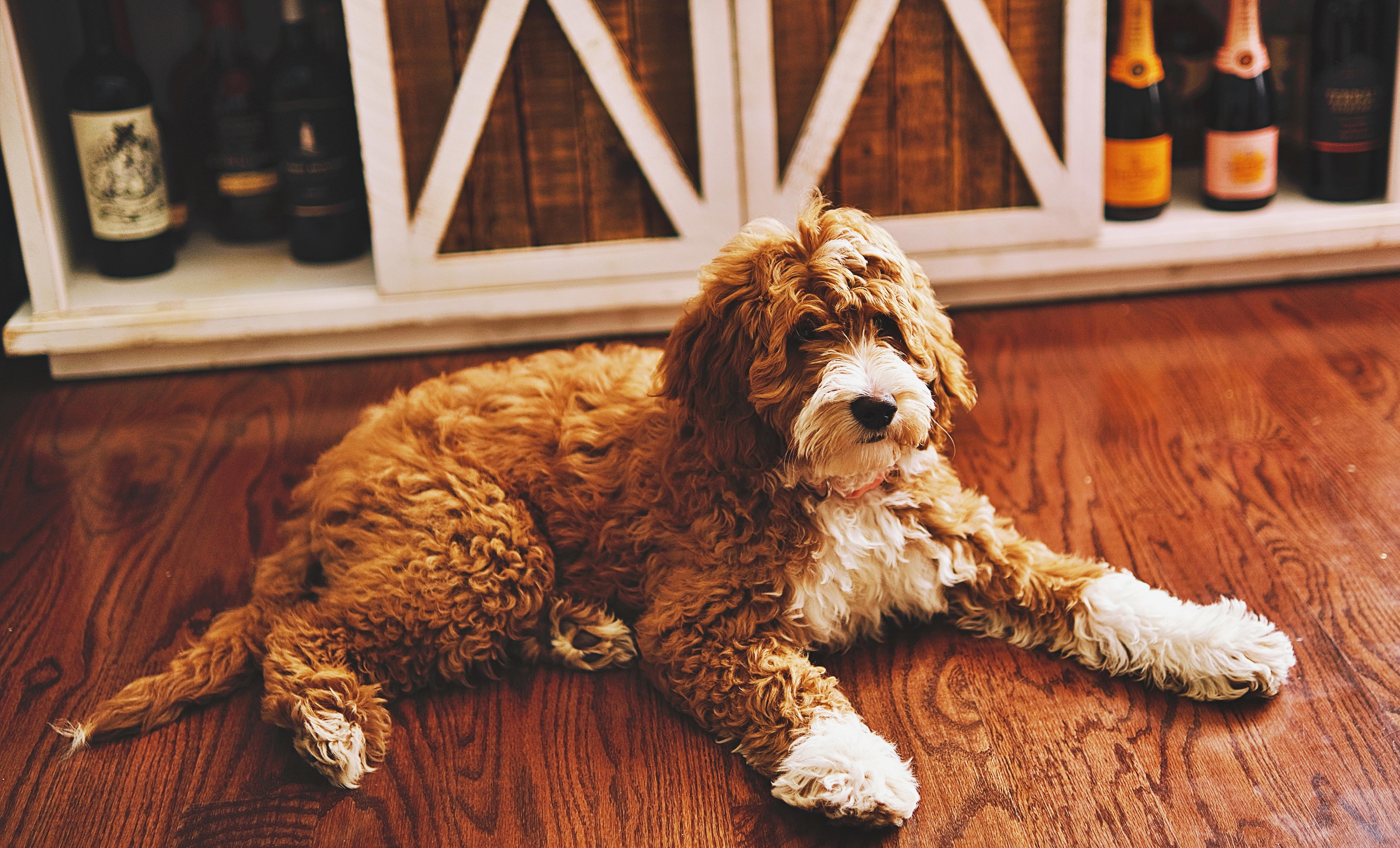 "The Ultimate Guide to Feeding Goldendoodle Puppies: What's the Best Food for Them?"