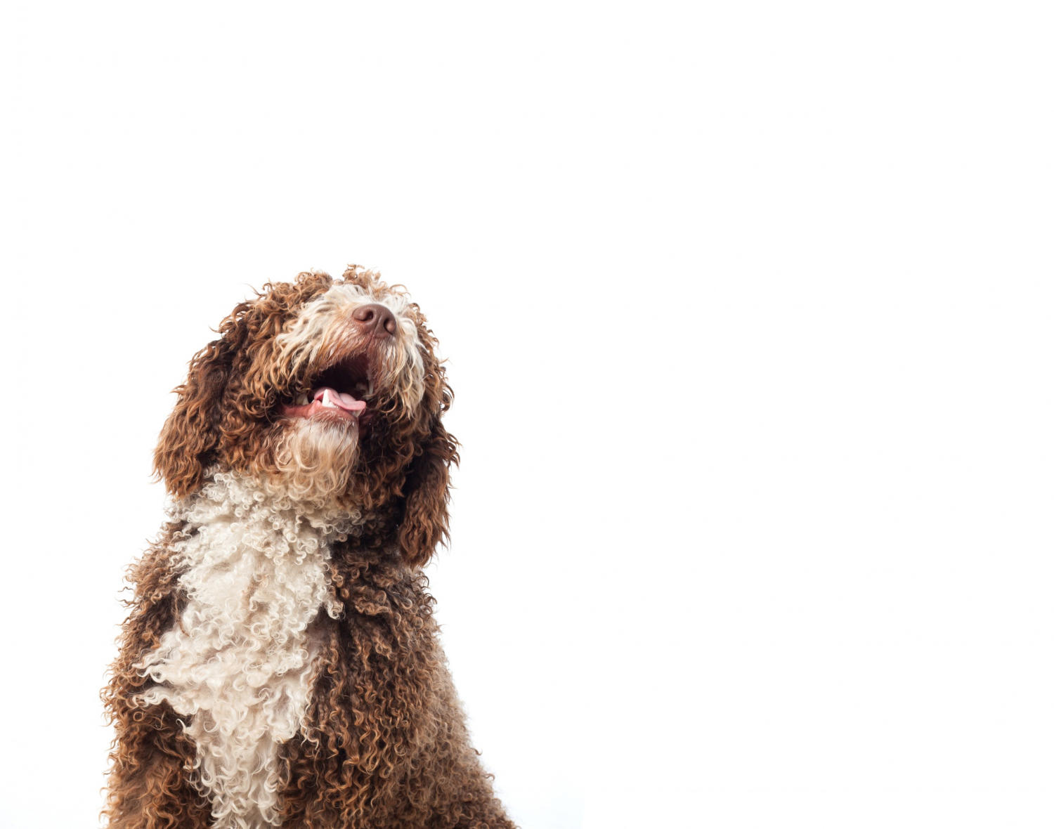 "What Is the Average Size of a Standard Goldendoodle?