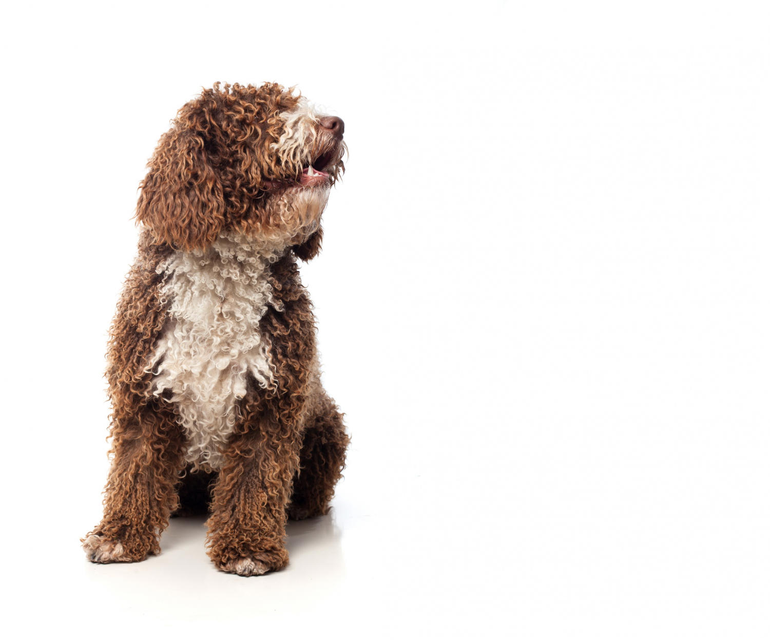 "Uncovering the Average Lifespan of Mini Goldendoodles"