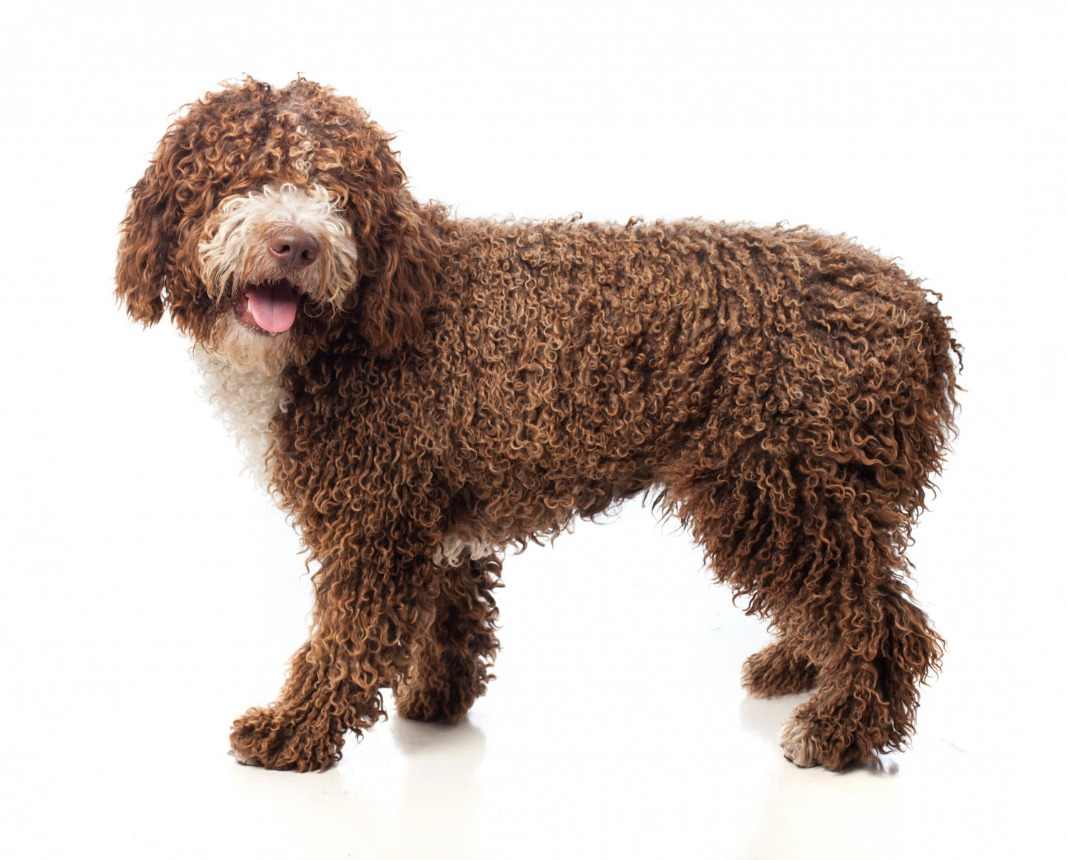 "The Perfect Time to Transition Your Goldendoodle from Puppy Food to Dog Food"