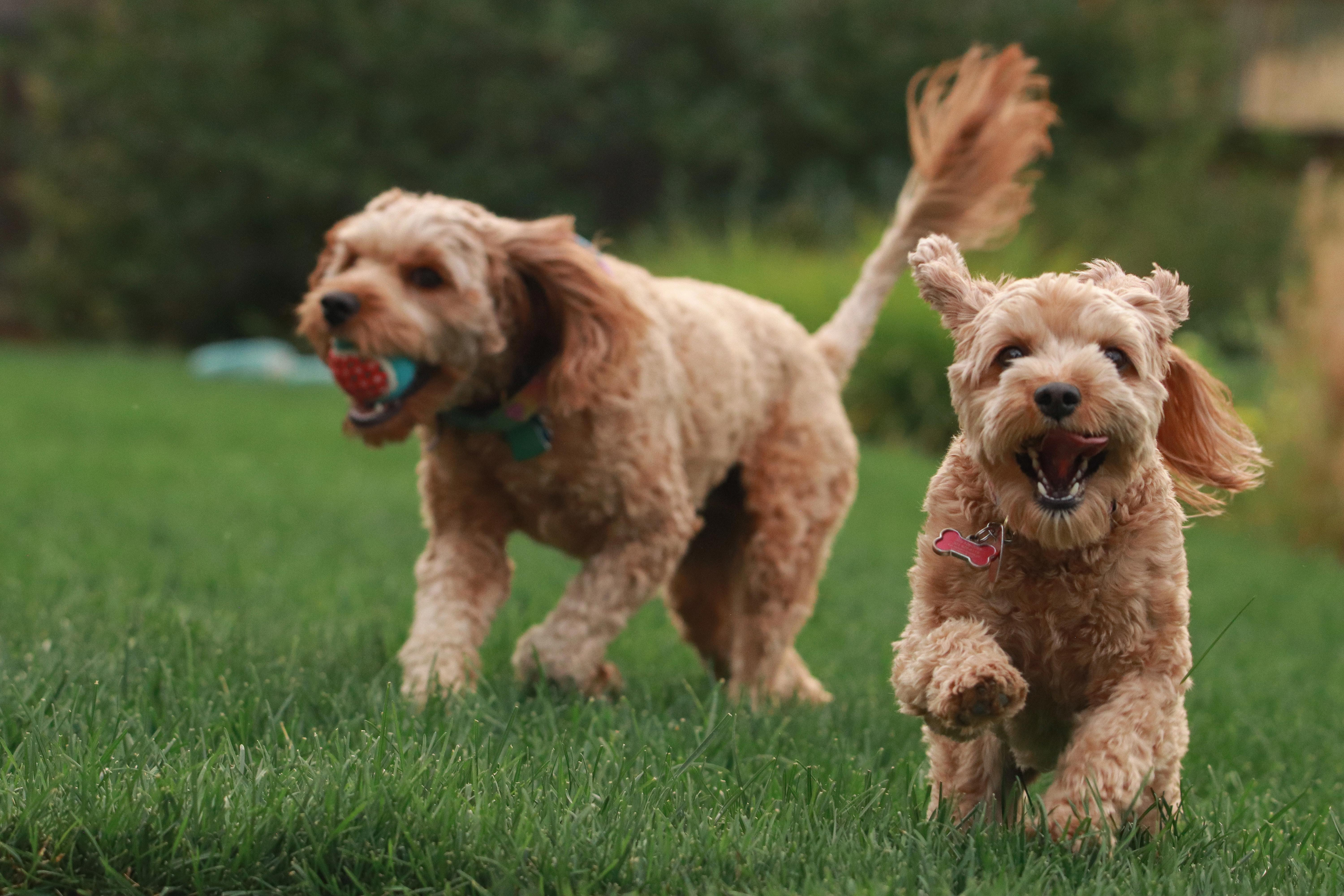 "Giving Your Goldendoodle the Best Nutrition: The Best Food for Goldendoodles"